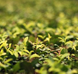 2025年烟台市供销社茶业有限公司技能人才自主评价成绩汇总